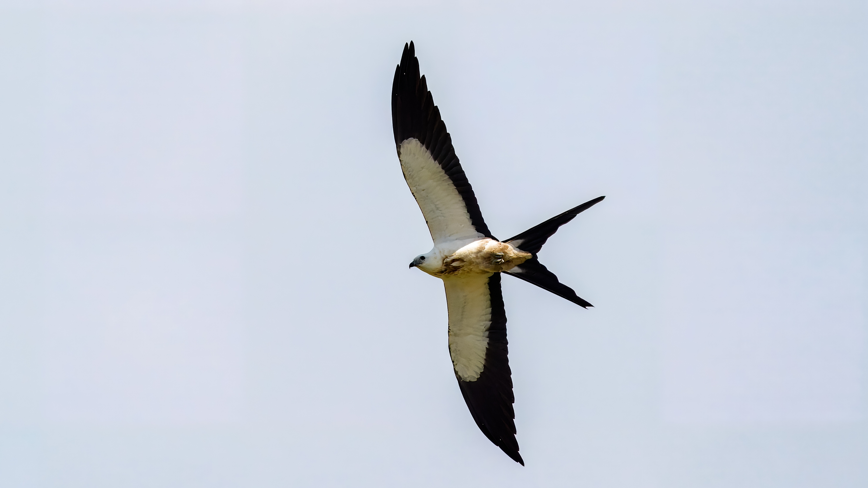 Schwalbenweih, Elanio tijereta, Elanoides forficatus, Swallow-tailed Kite